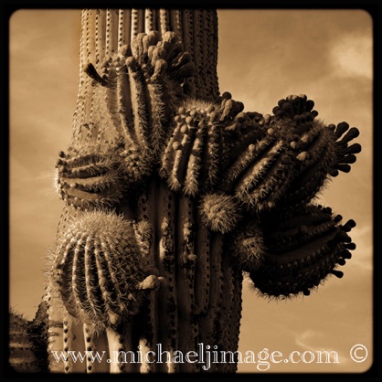 saguaro national park - west
tucson, az.